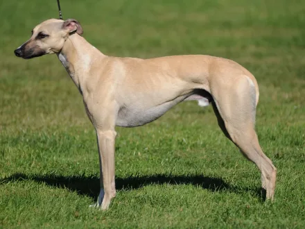 Ritratto di un cane di razza Whippet