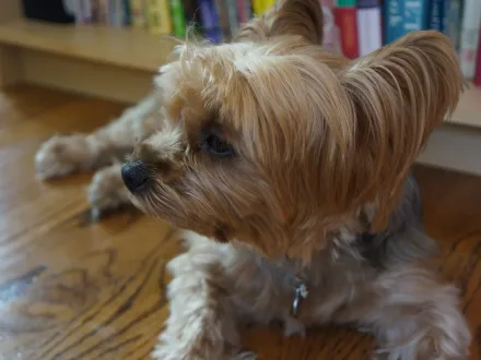 Ritratto di un cane di razza Yorkshire Terrier