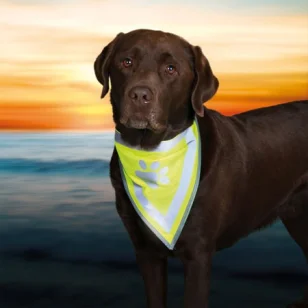 Trixie Safer Life Bandana