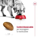 Royal Canin Maxi Adult - 3