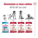 Royal Canin Medium Adult - 5